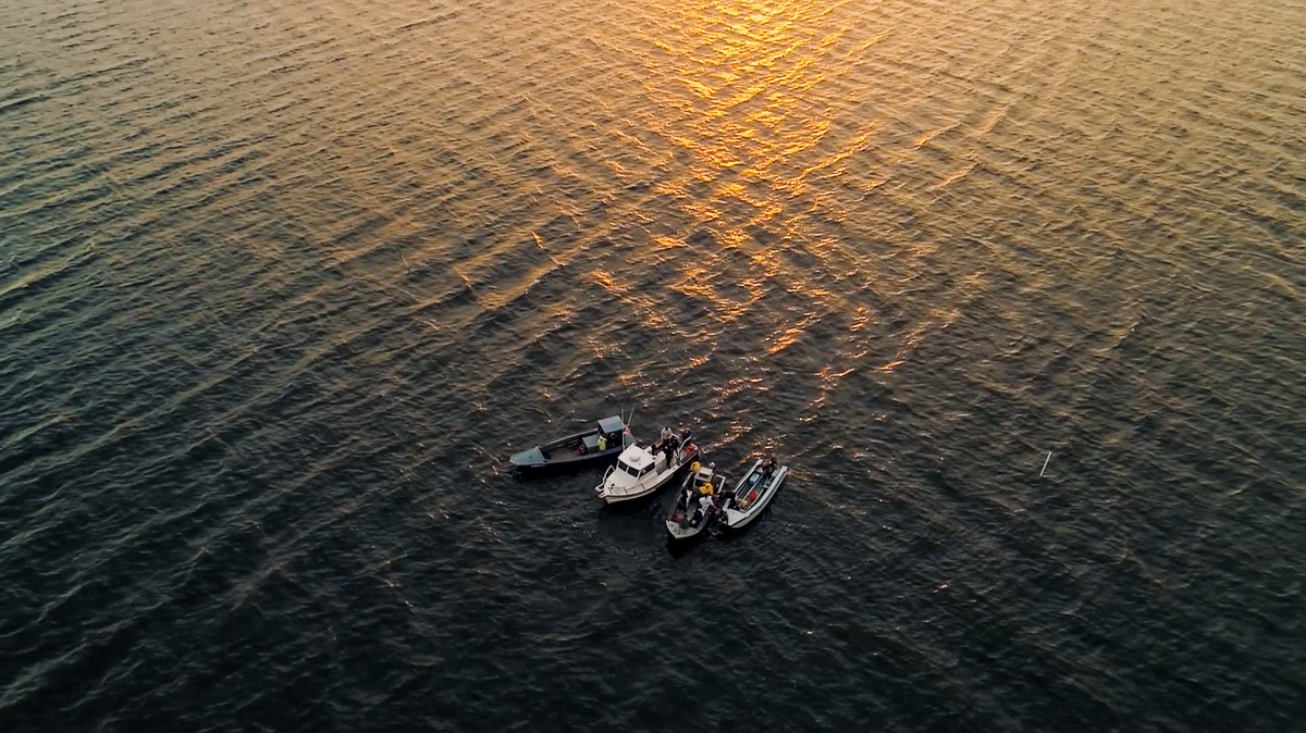 The Oyster Farmers Official Release!