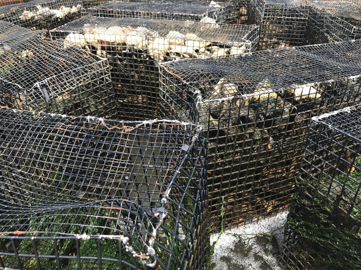 Oyster Recycling Program