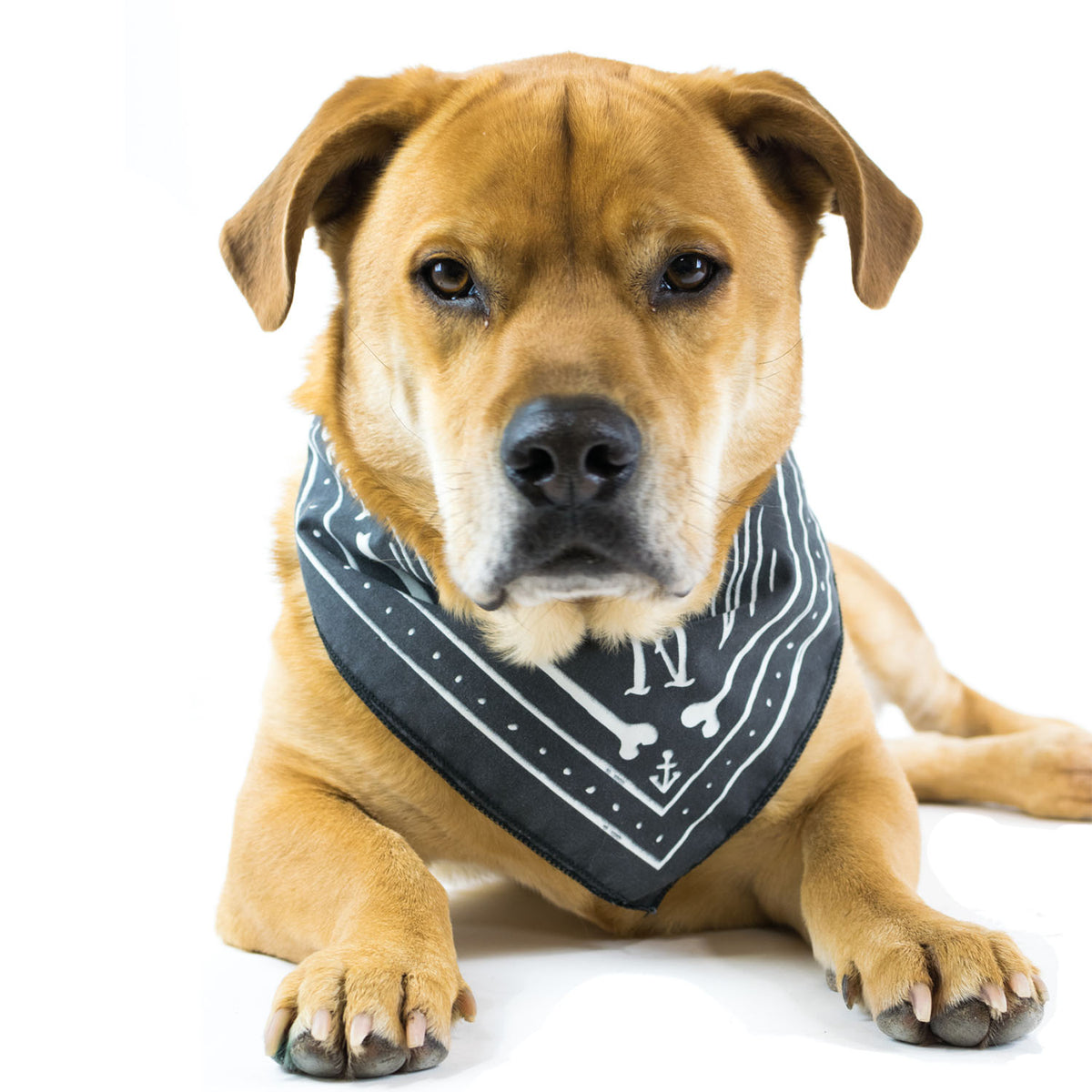 Paws for a Cause