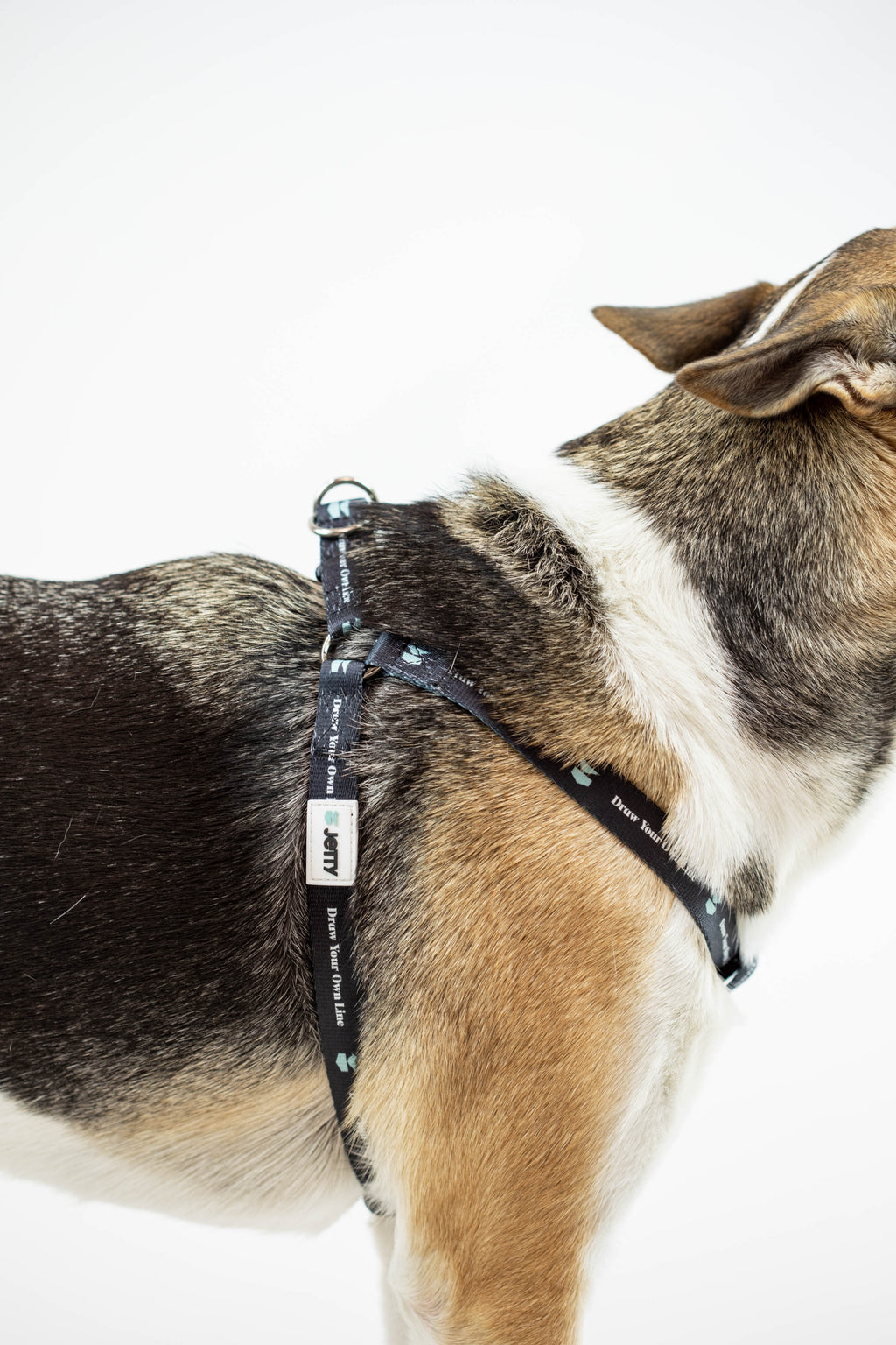 Jetty - DYOL Dog Harness