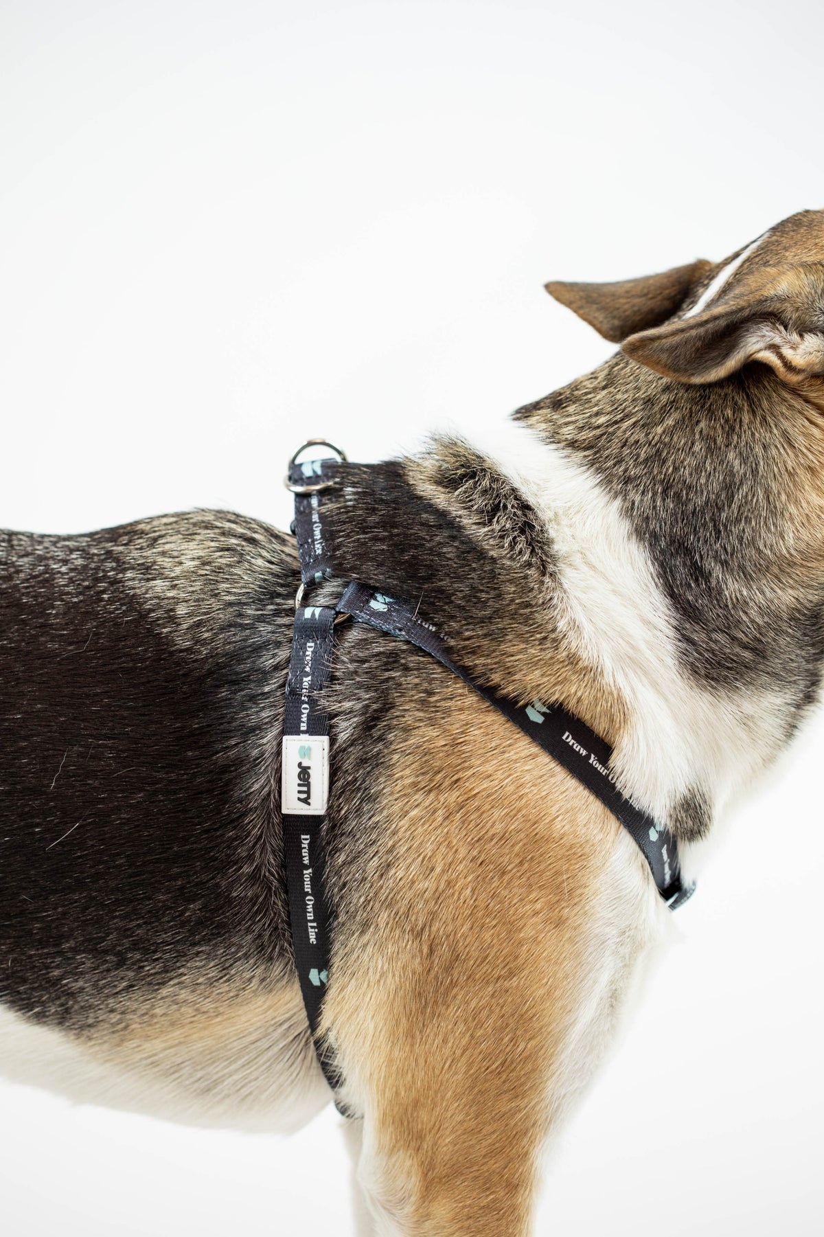 Jetty - DYOL Dog Harness