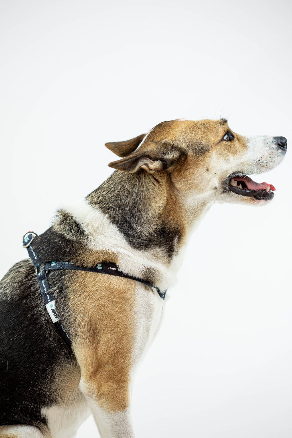 Jetty - DYOL Dog Harness