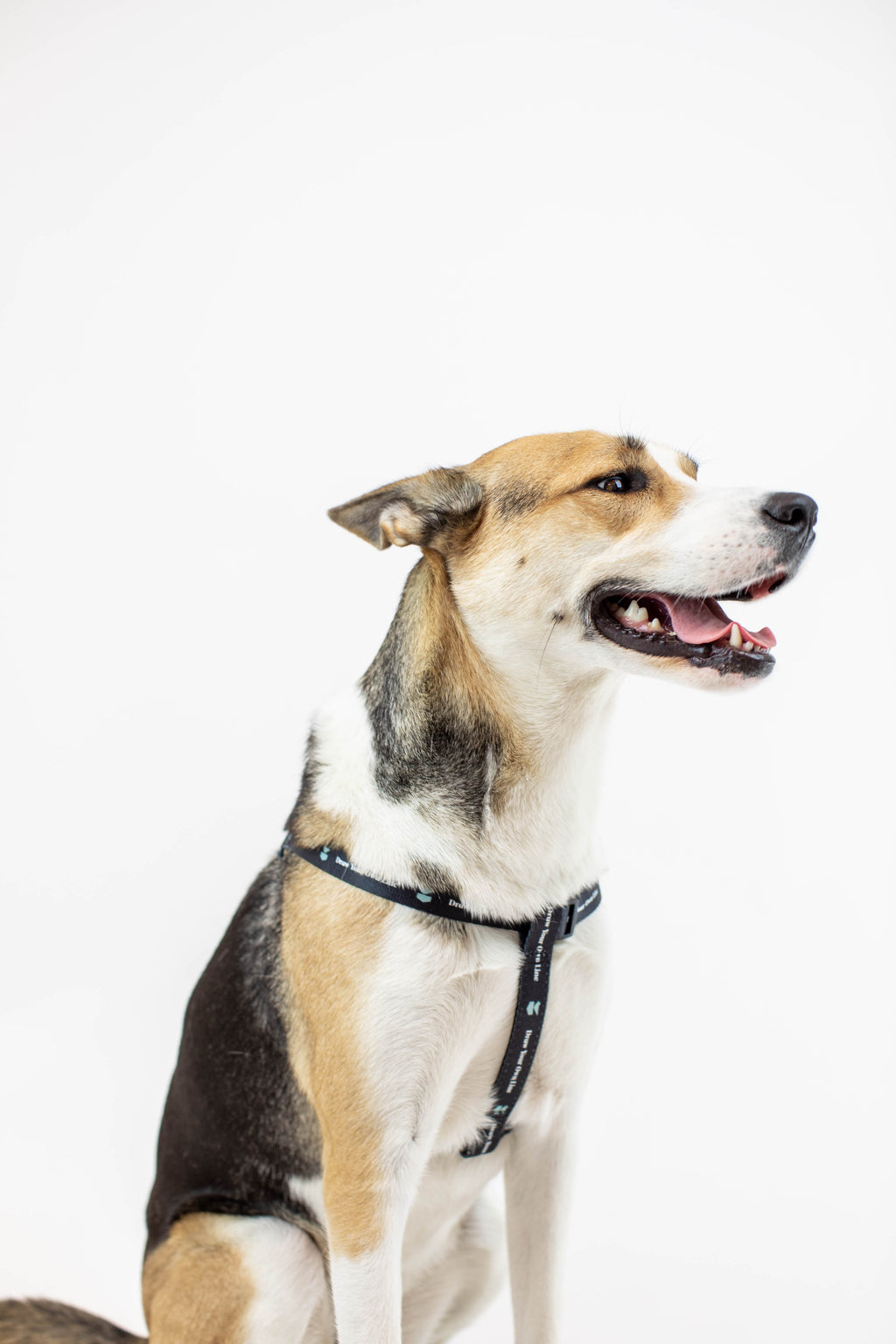 Jetty - DYOL Dog Harness