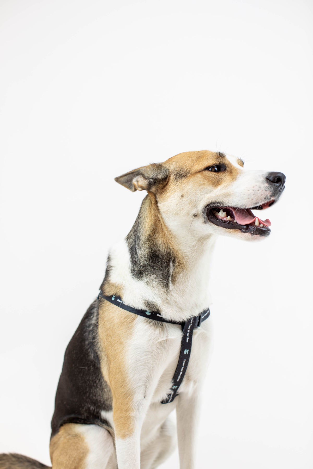 Jetty - DYOL Dog Harness